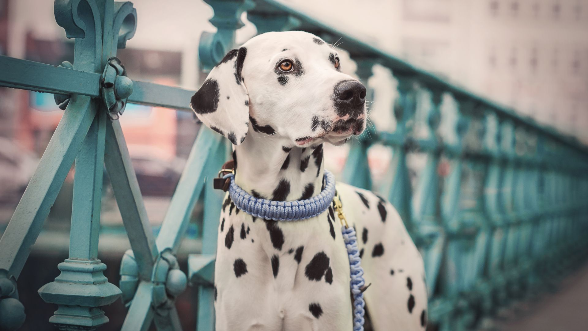 Dalmatian, dog, cute animals, 5K (horizontal)