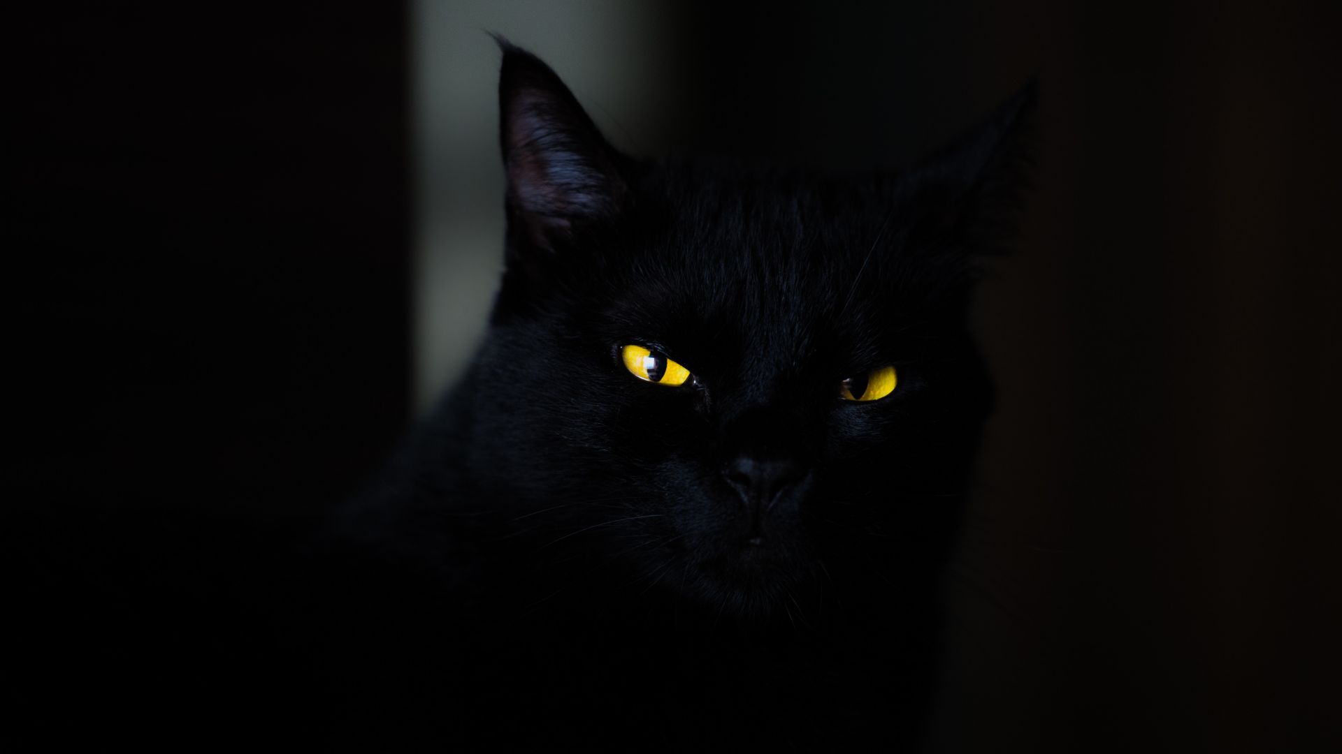 cat, black, yellow, eyes, 4K (horizontal)