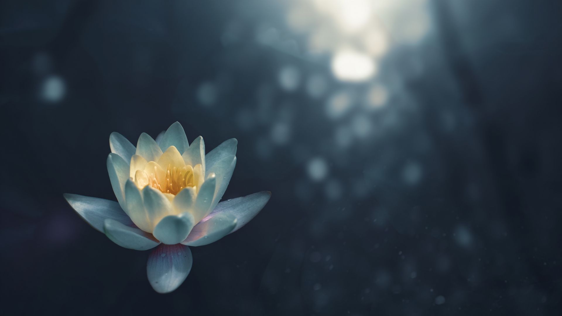 Desktop Wallpaper Reflections, Lake, Water Lily, White Flower, Hd Image,  Picture, Background, A98cf6
