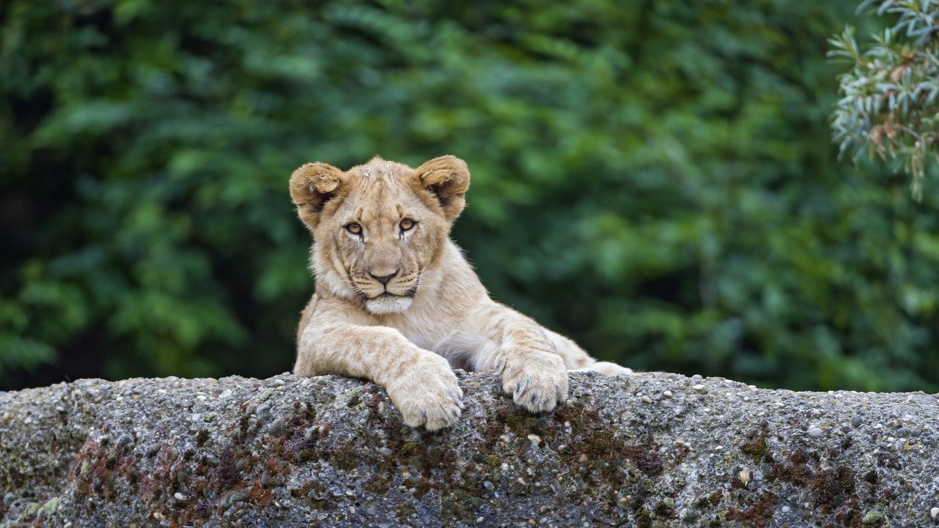 lion, cute animals, 4K (horizontal)