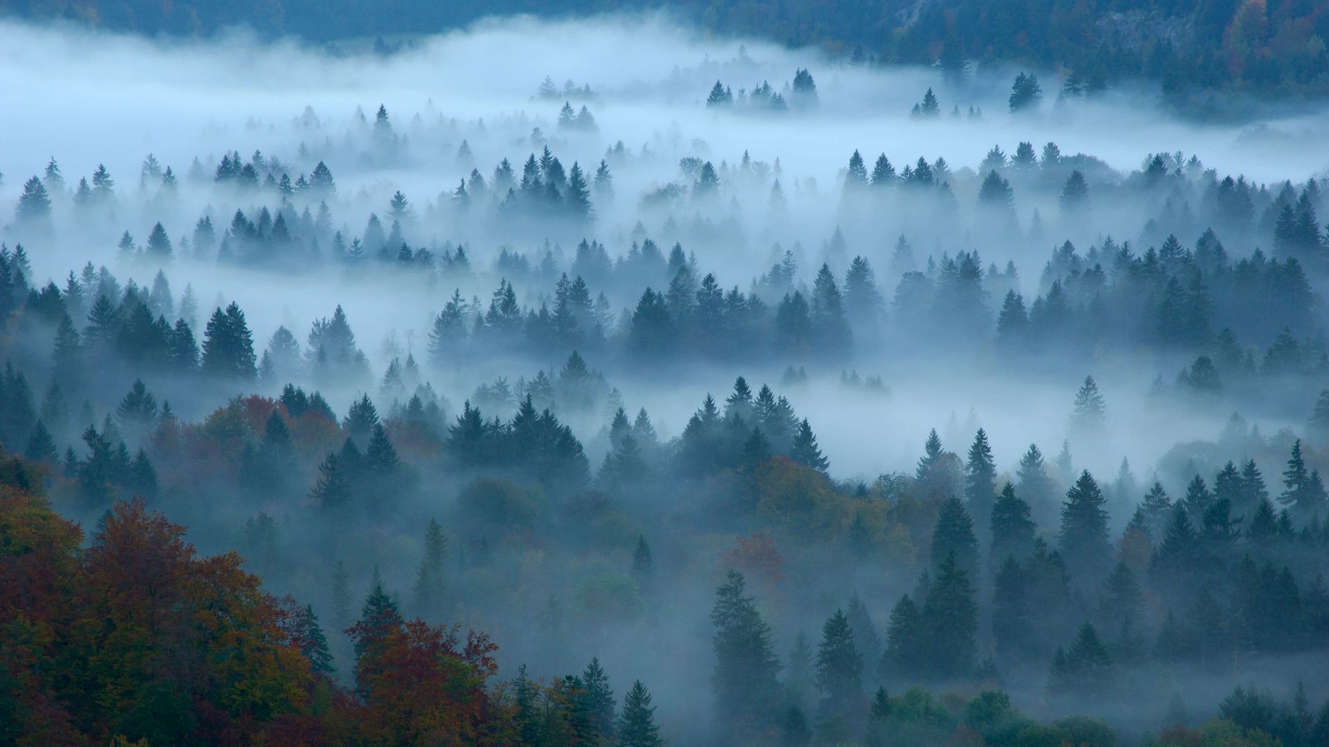 fog, forest, Bing, Microsoft, 4K (horizontal)