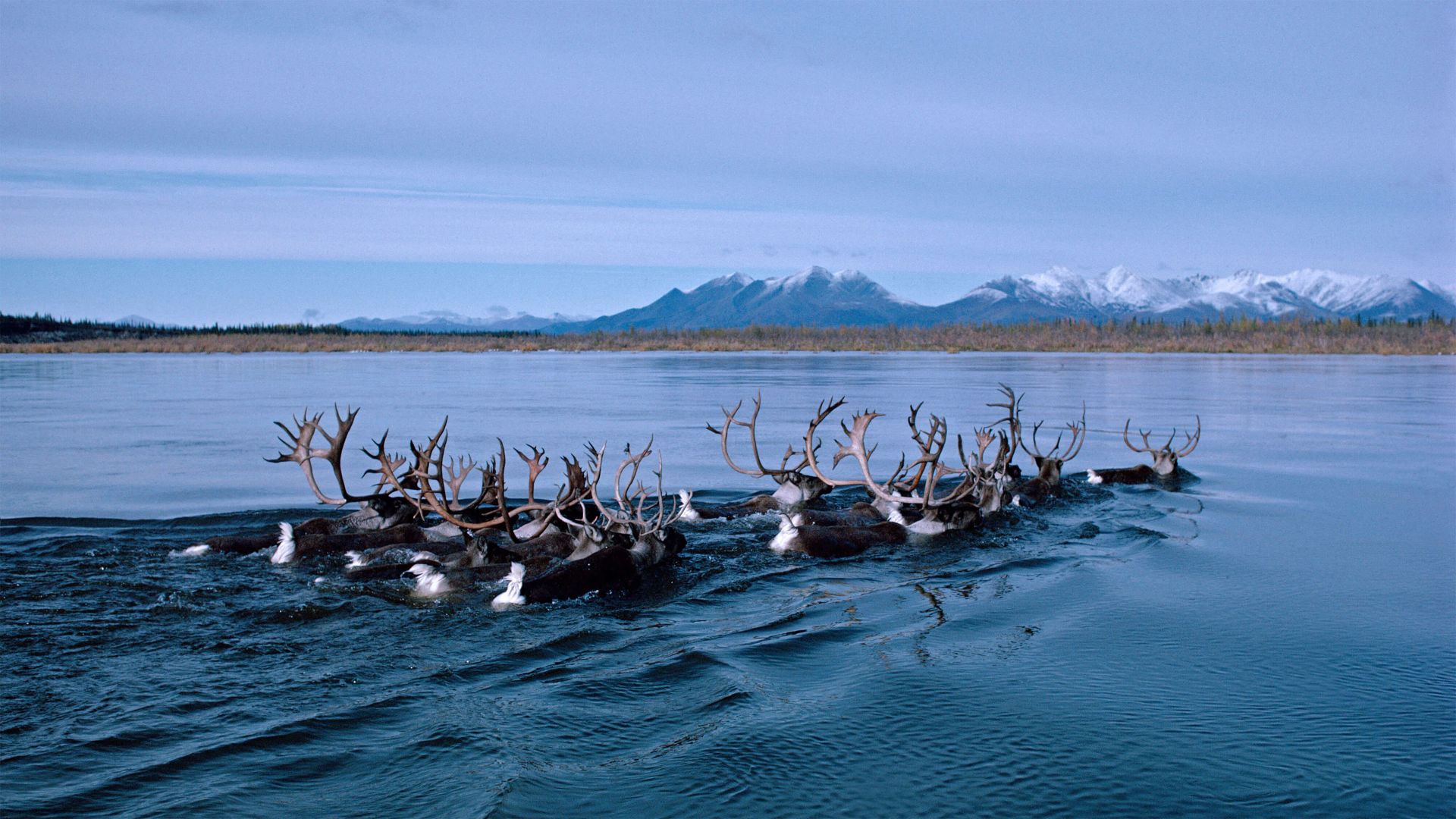 deer, Alaska, Kobuk River, Bing, Microsoft, 4K (horizontal)