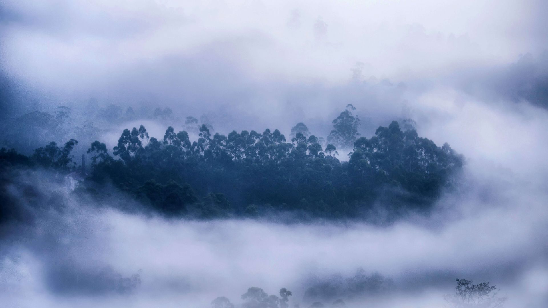 forest, mist, Munnar, Kerala, Bing, Microsoft, 5K (horizontal)