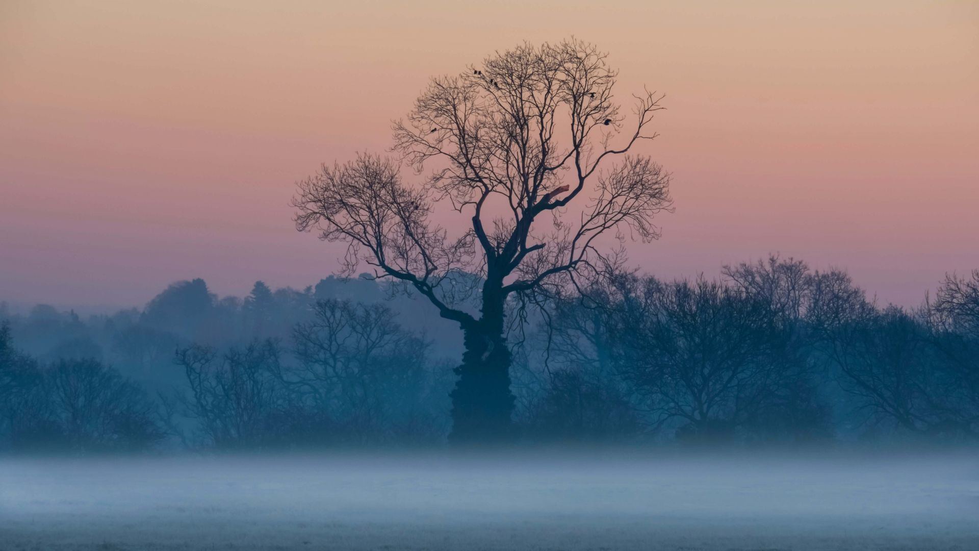 tree, sunrise, fog, 5K (horizontal)