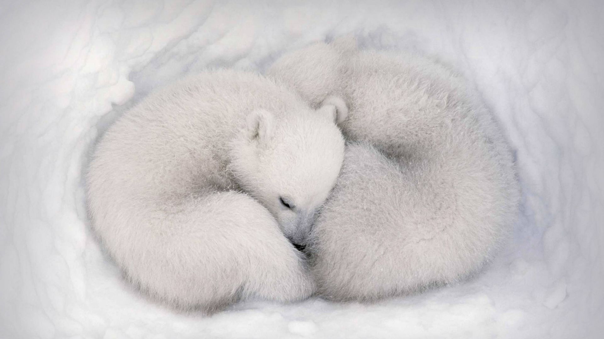white bear, white, bear, cute animals, HD (horizontal)