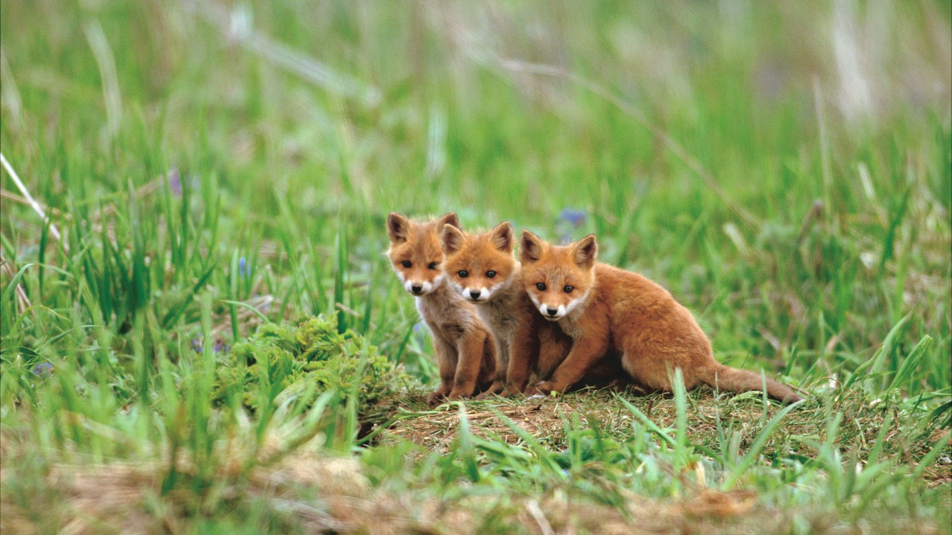fox, cute animals, red, 5K (horizontal)