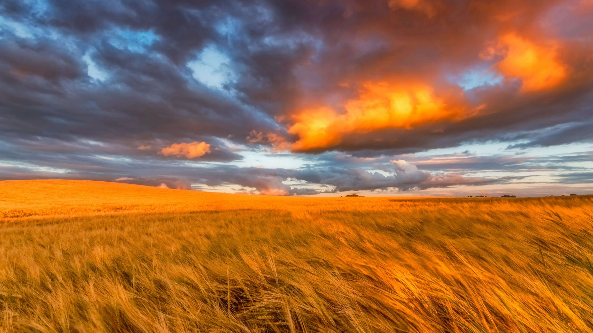 field, East Lothian, Scotland, sunset, 4K (horizontal)
