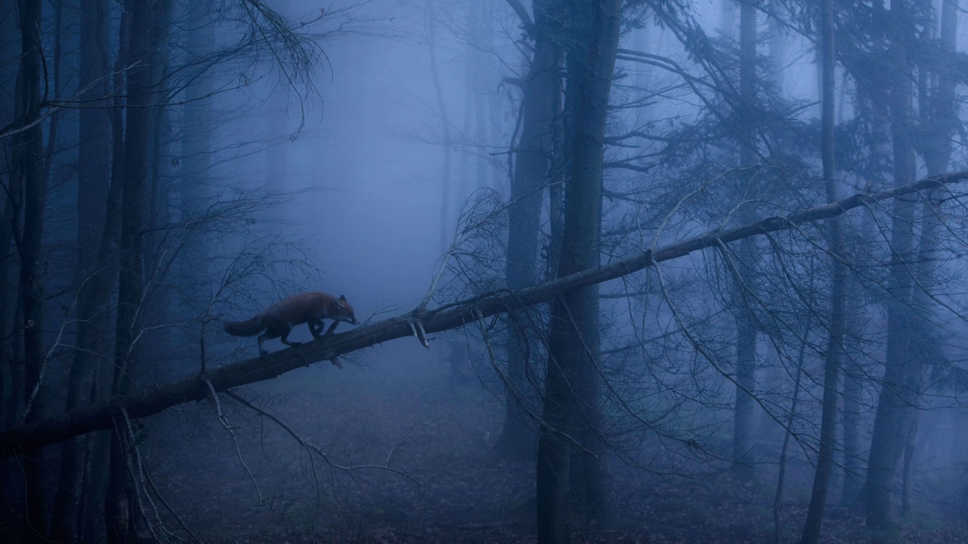 fox, dark, forest, fog, 5K (horizontal)