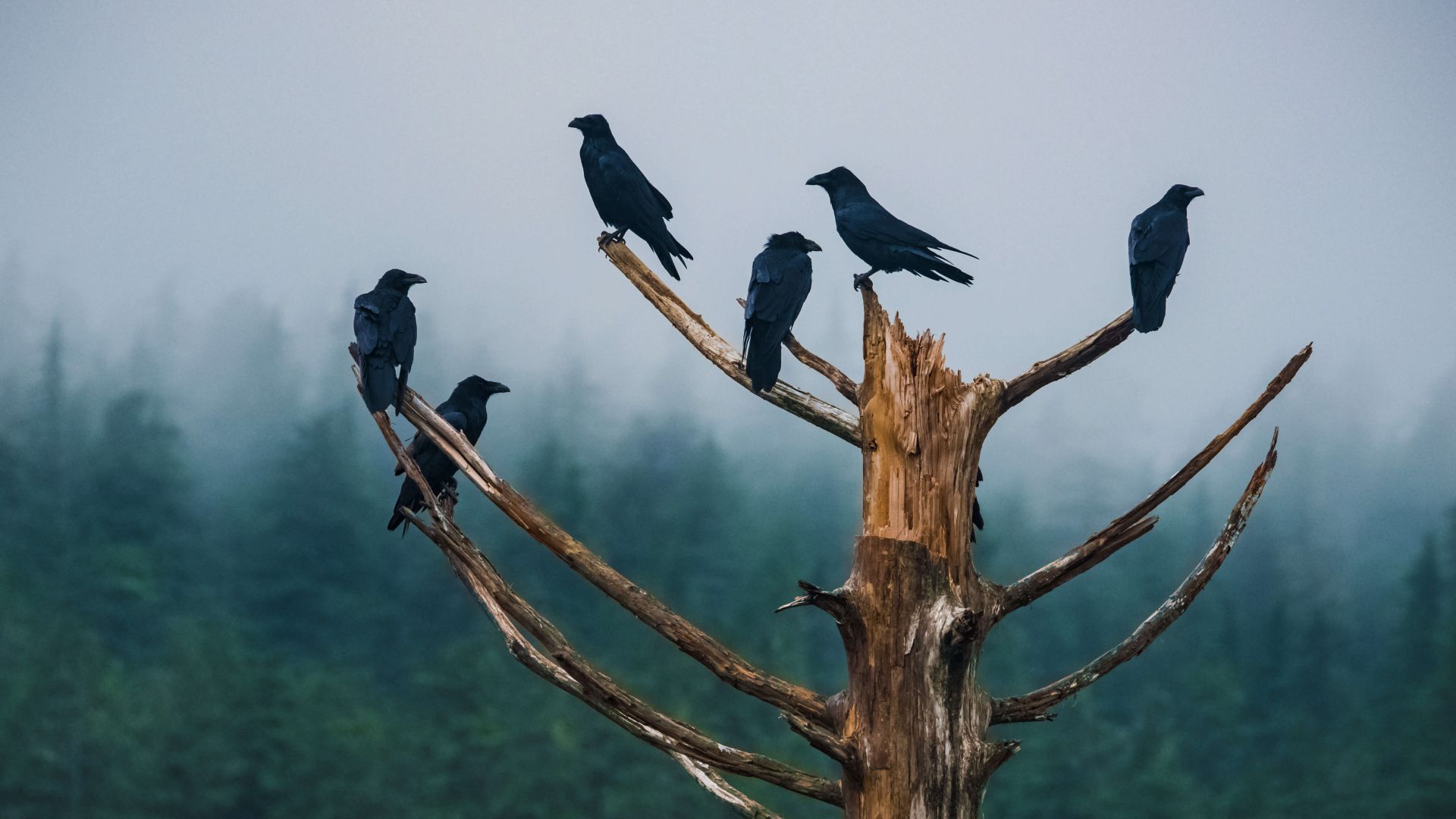 raven, trees, fog, 5K (horizontal)
