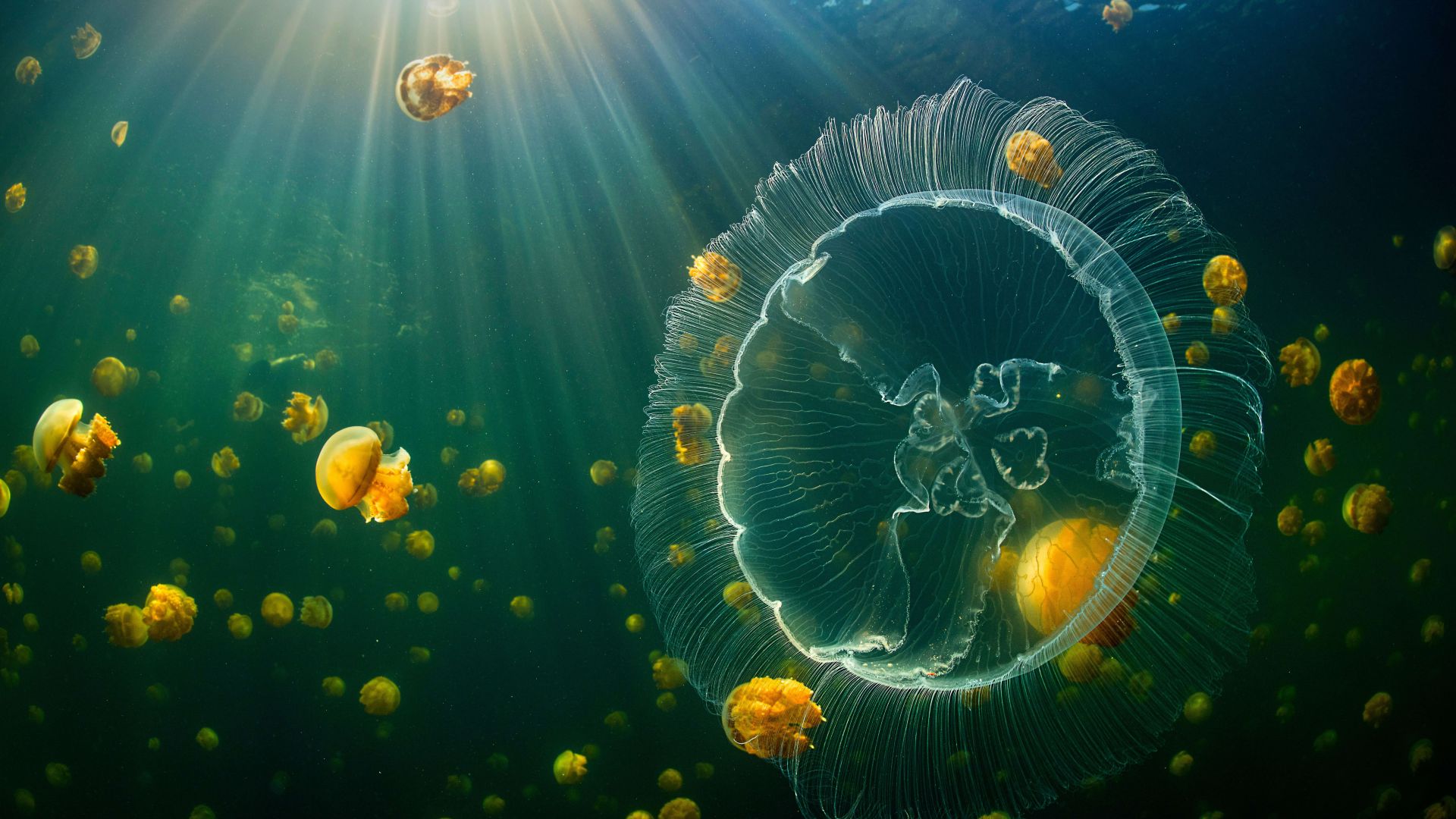 jellyfish, underwater, 8K (horizontal)