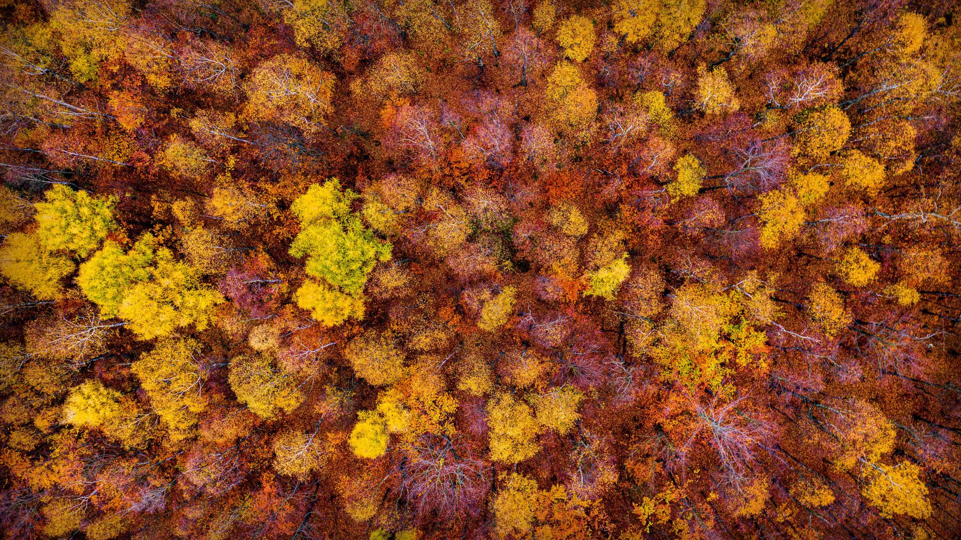 autumn, forest, trees, 4K (horizontal)
