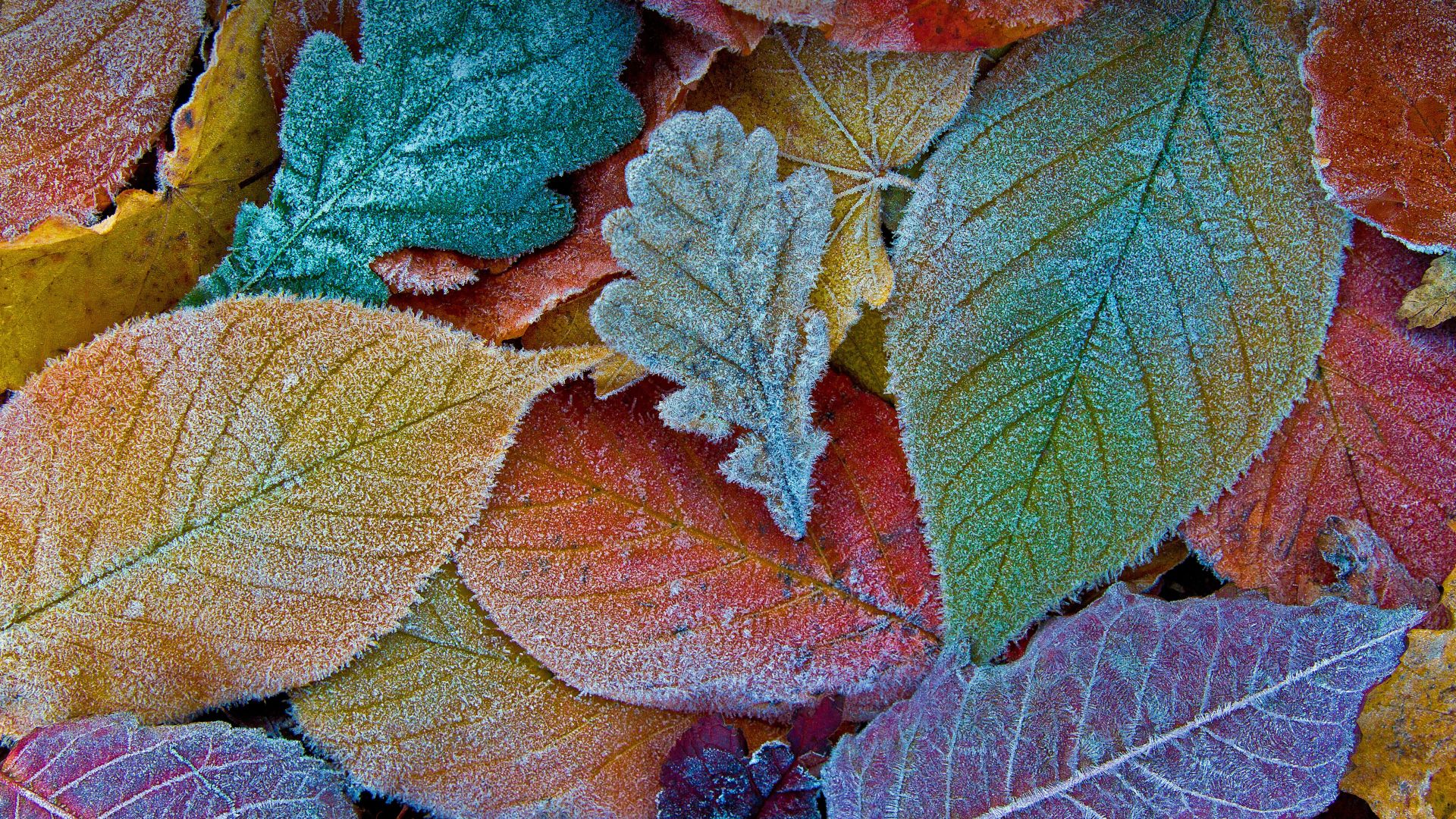 leaves, autumn, frost, 5K (horizontal)
