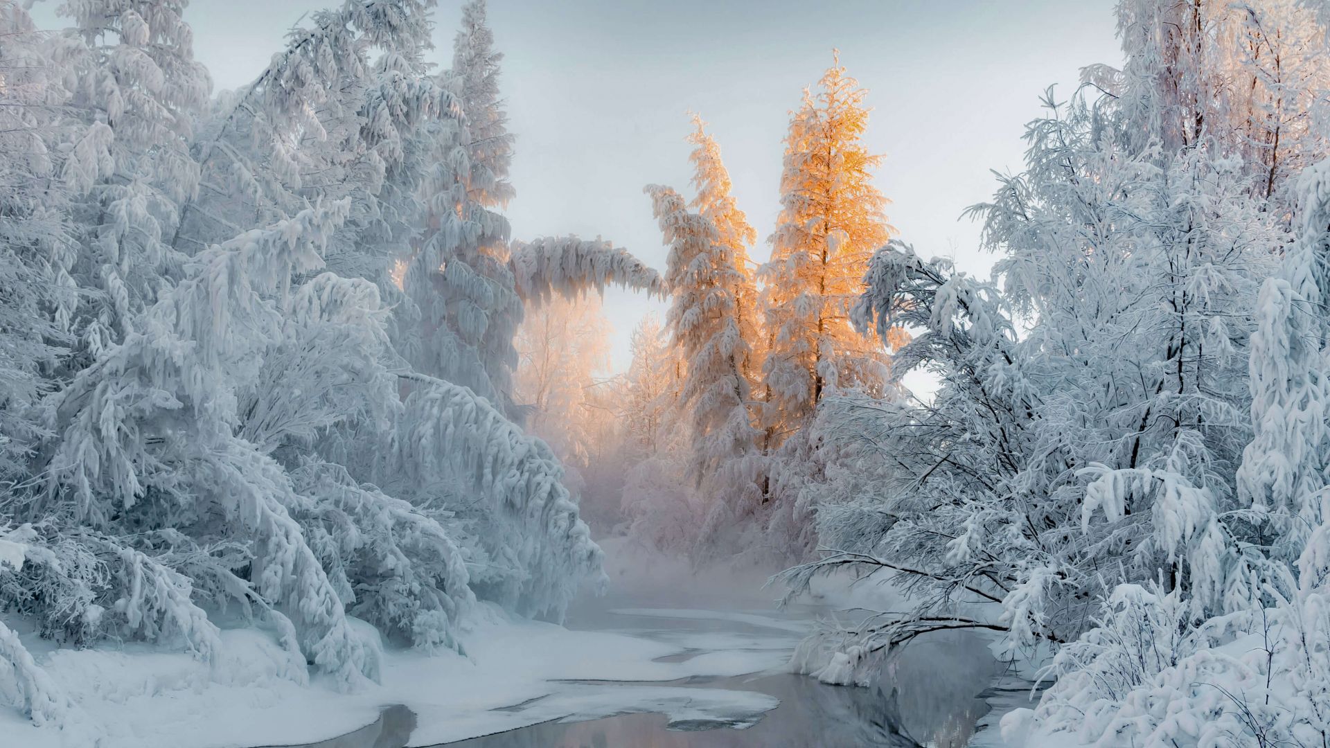 winter, forest, snow, trees, 4K (horizontal)