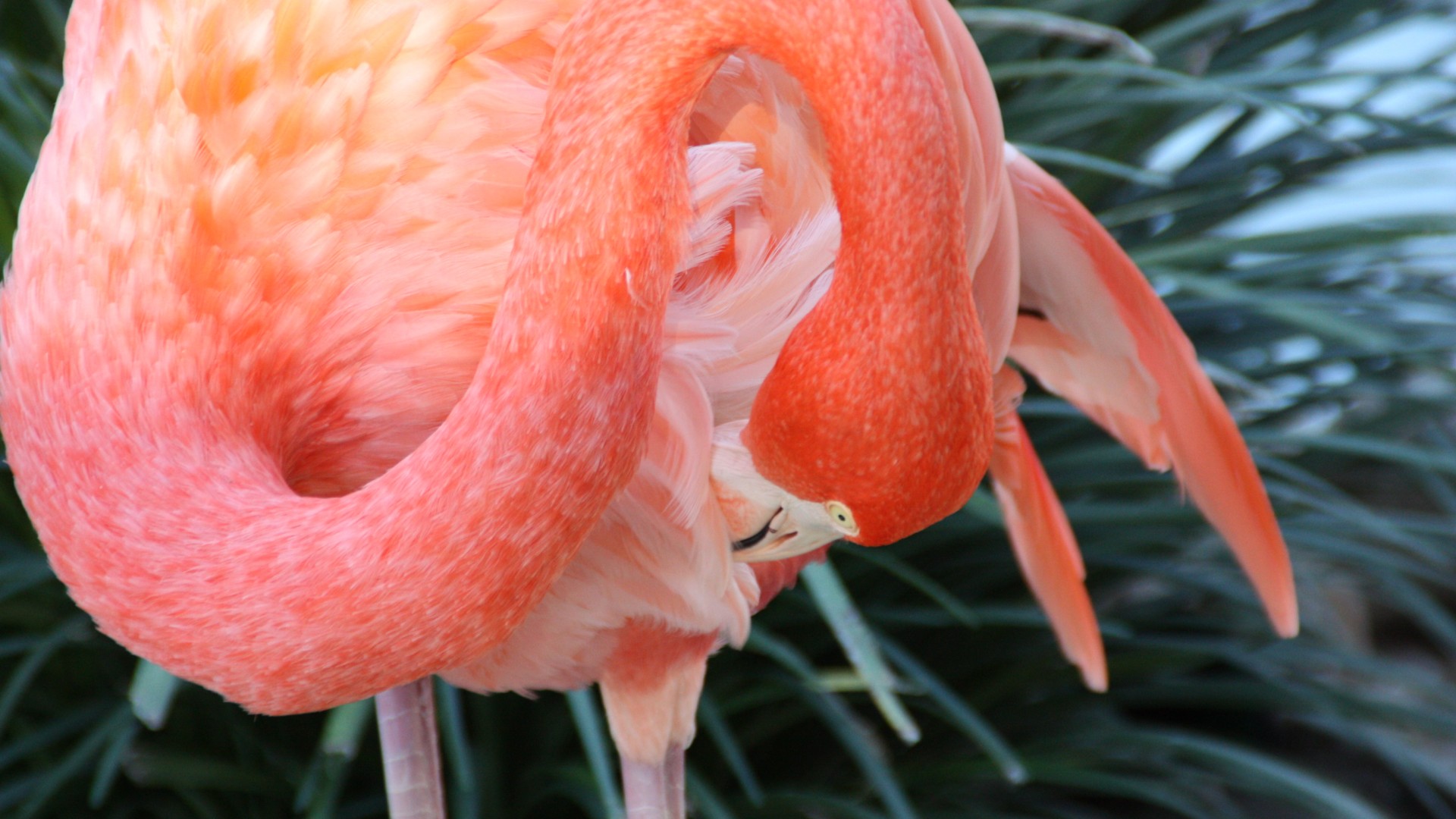 Flamingo, HD, 4k wallpaper, Sun Diego, zoo, bird, red, plumage, tourism, pond (horizontal)