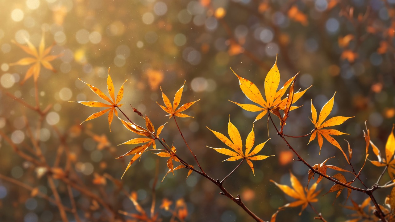 colorful foliage wallpaper, leaf peeping, outdoor adventures, background for desktop wallpaper (horizontal)