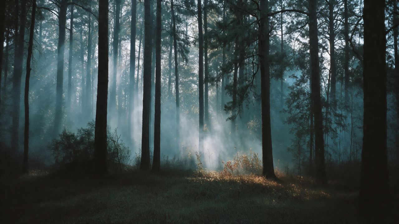 wilderness journey wallpaper, forest path, wooded area, background for desktop wallpaper (horizontal)