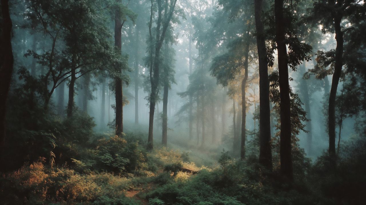 deep forest wallpaper, dense foliage, pathway, background for desktop wallpaper (horizontal)