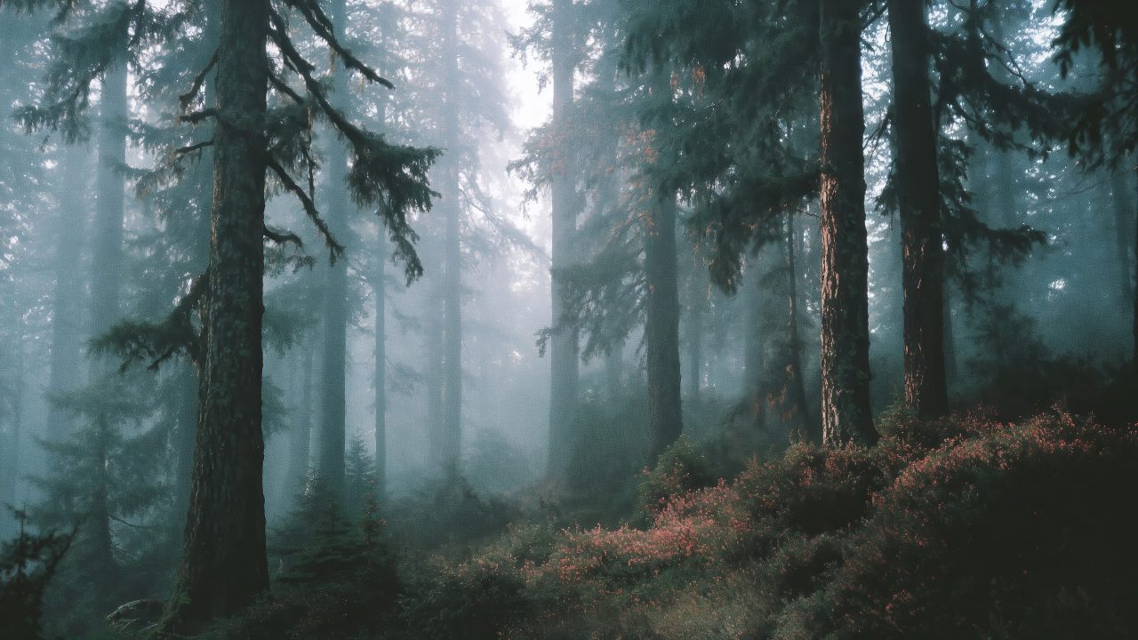 hiking trail wallpaper, dense foliage, wilderness journey, background for desktop wallpaper (horizontal)