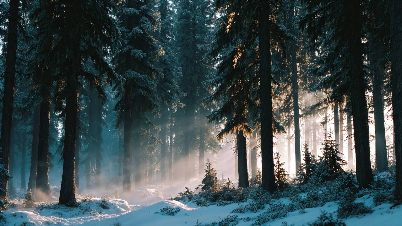 foggy woods wallpaper, mist, soft light, background for desktop wallpaper (horizontal)