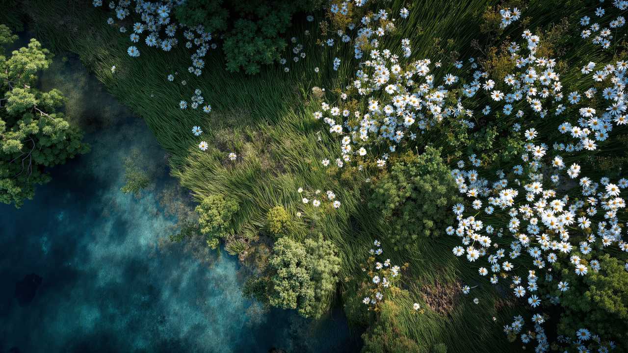 seasonal flowers wallpaper, fresh blooms, wildflower bloom, background for desktop wallpaper (horizontal)