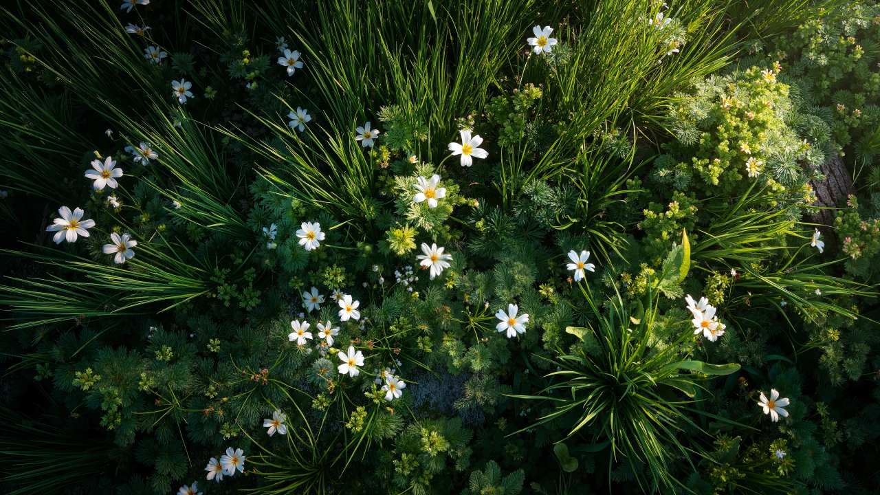 floral close-up wallpaper, fresh blooms, spring beauty, background for desktop wallpaper (horizontal)