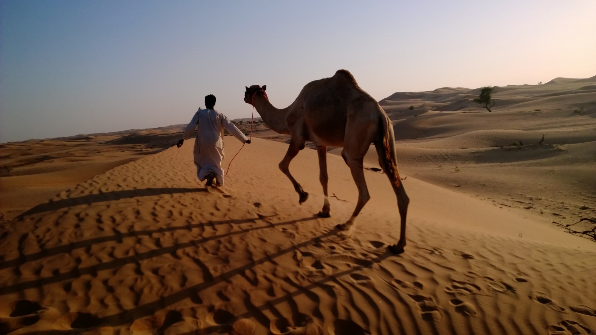 camel in desert, arabian caravan, Arabian Nights Village, Nokia Lumia test, Abu Dhabi tourism (horizontal)