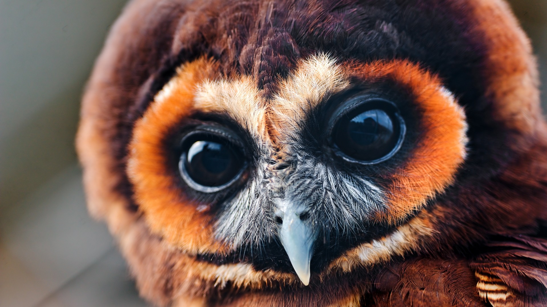 Owl, 5k, 4k wallpaper, National Geographic, Eyes, Wild, funny (horizontal)