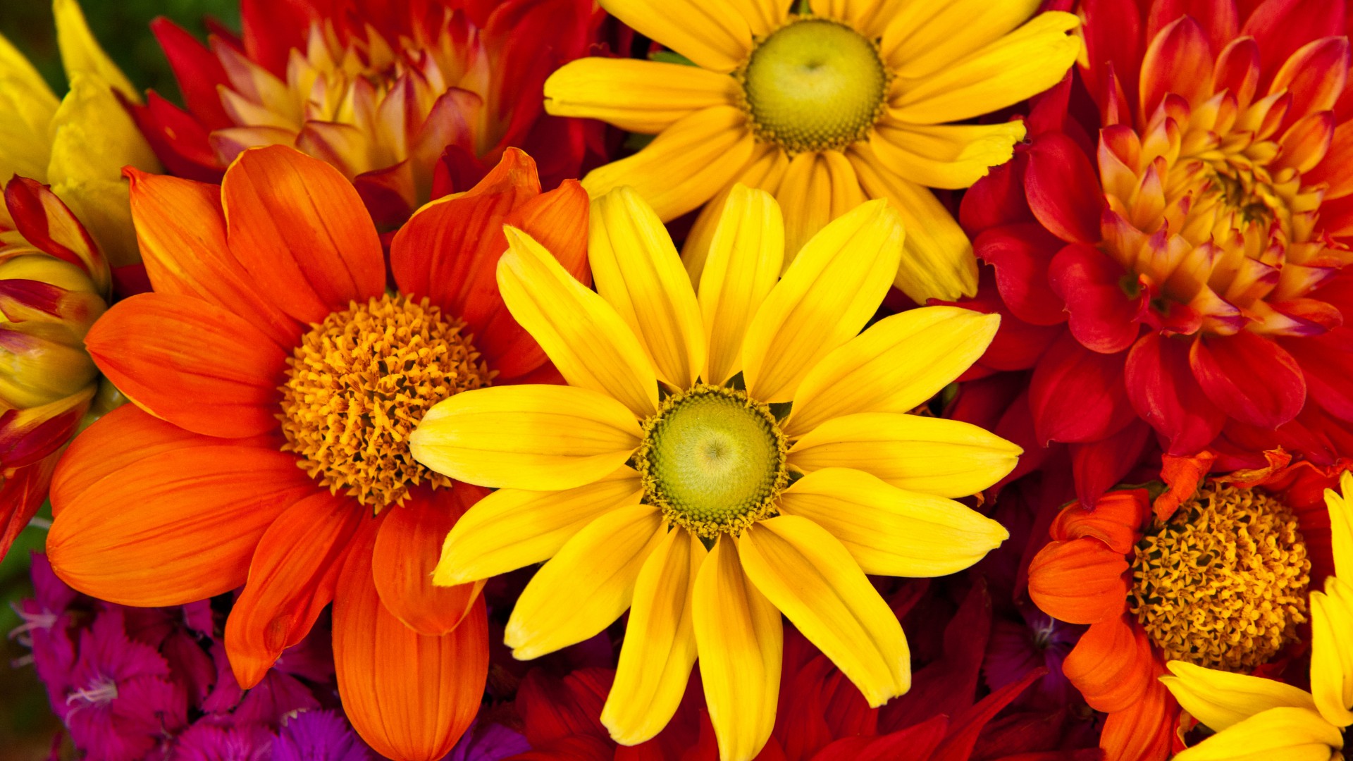 Gerbera, 5k, 4k wallpaper, autumn, flower, colorful, Flower bouquet (horizontal)