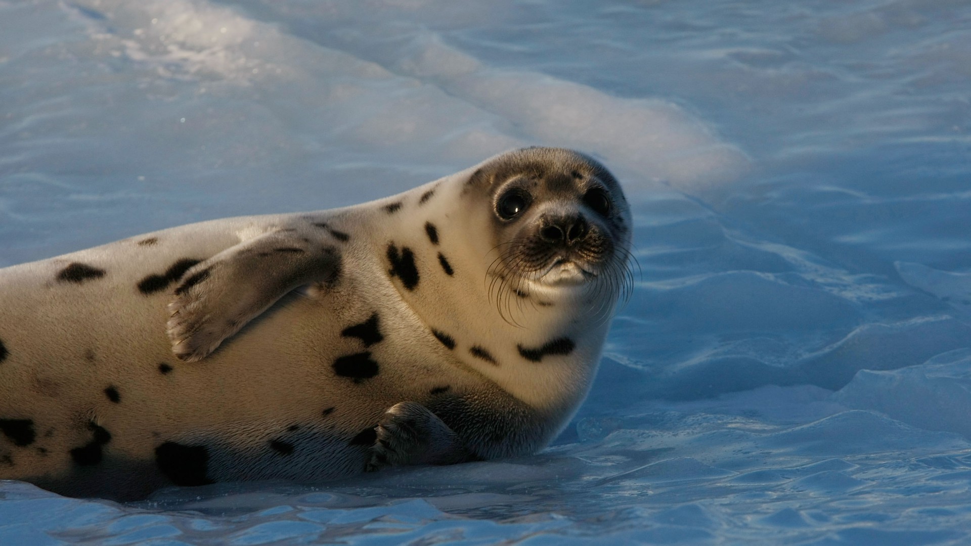 Seal pup, Atlantic Ocean, snow, funny (horizontal)