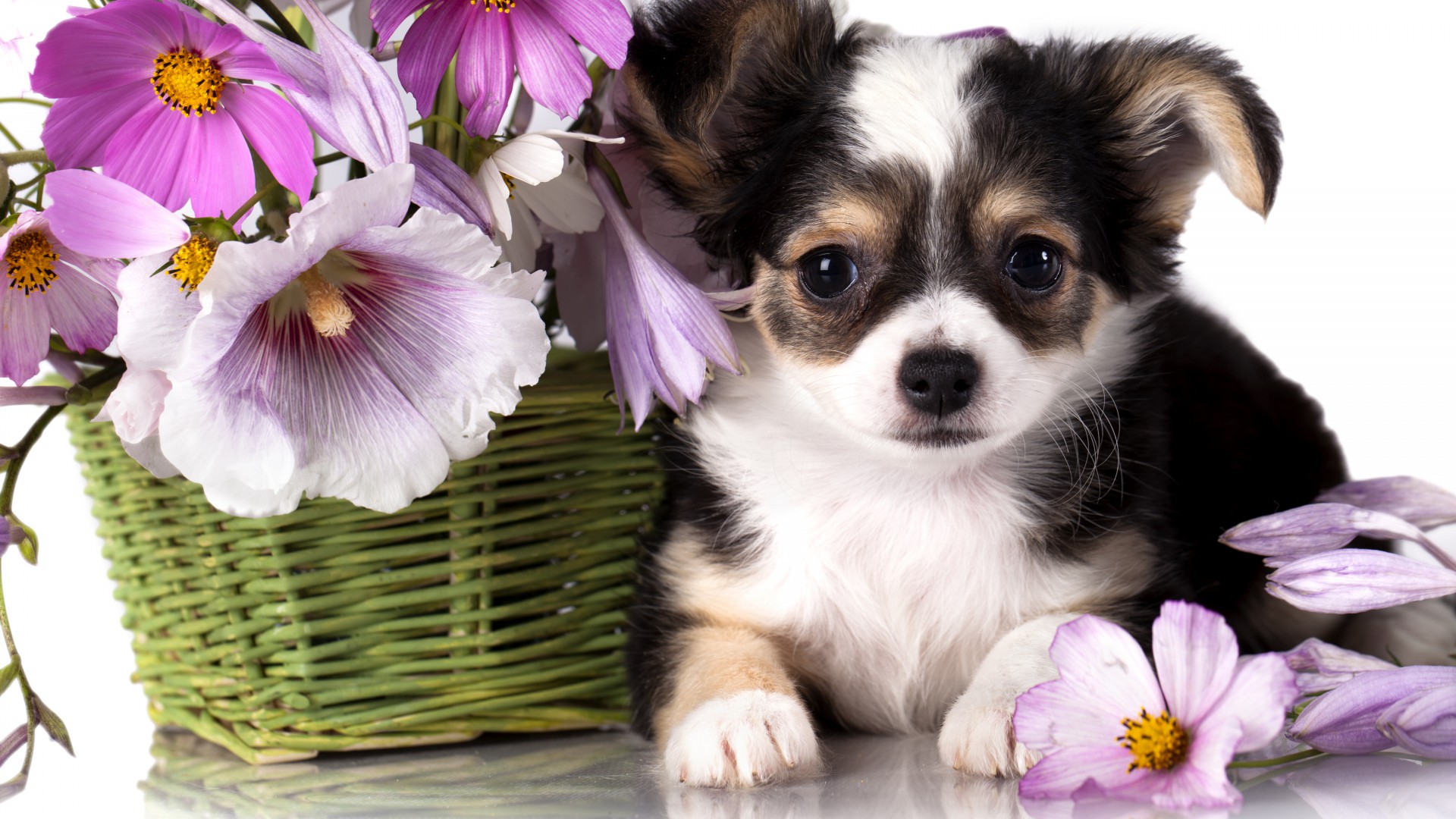 Chihuahua, puppy, dog, flower, animal (horizontal)