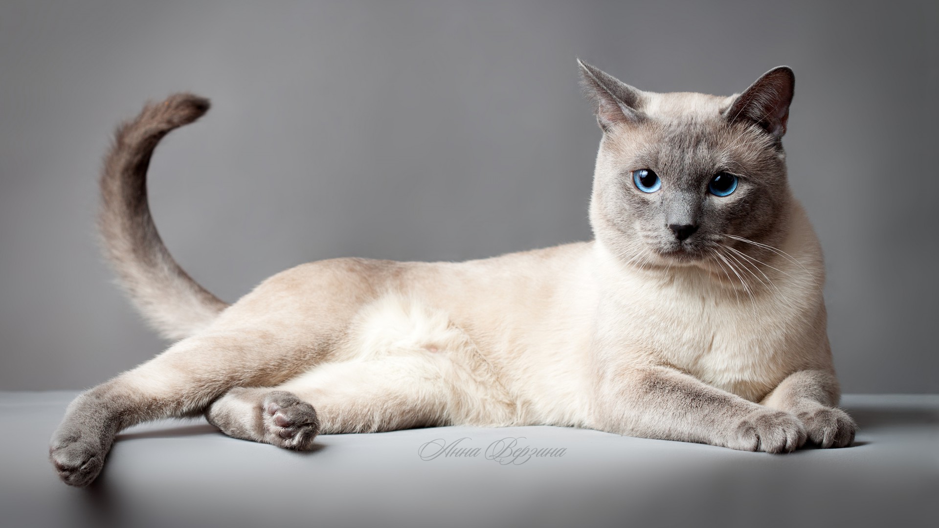 Thai cat, blue eyes, animal (horizontal)