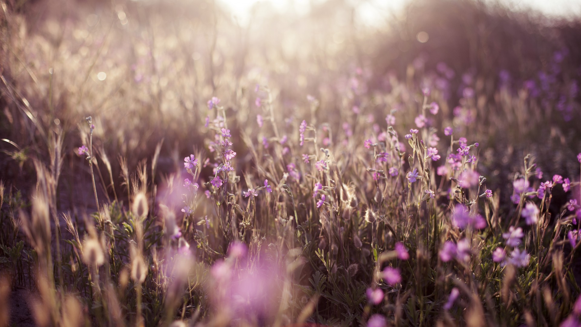Field, 5k, 4k wallpaper, flowers, sun, purple (horizontal)