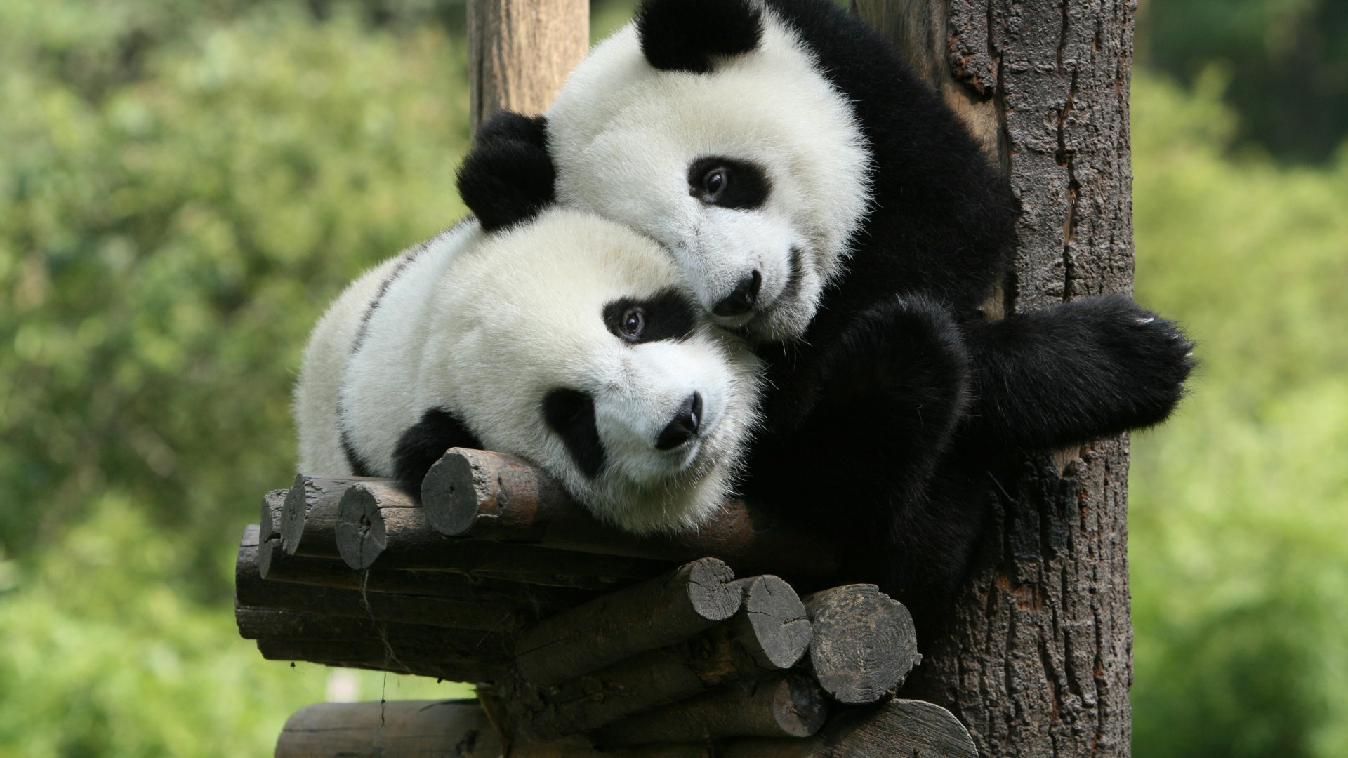 Panda, Giant Panda Zoo, China, Cute animals (horizontal)