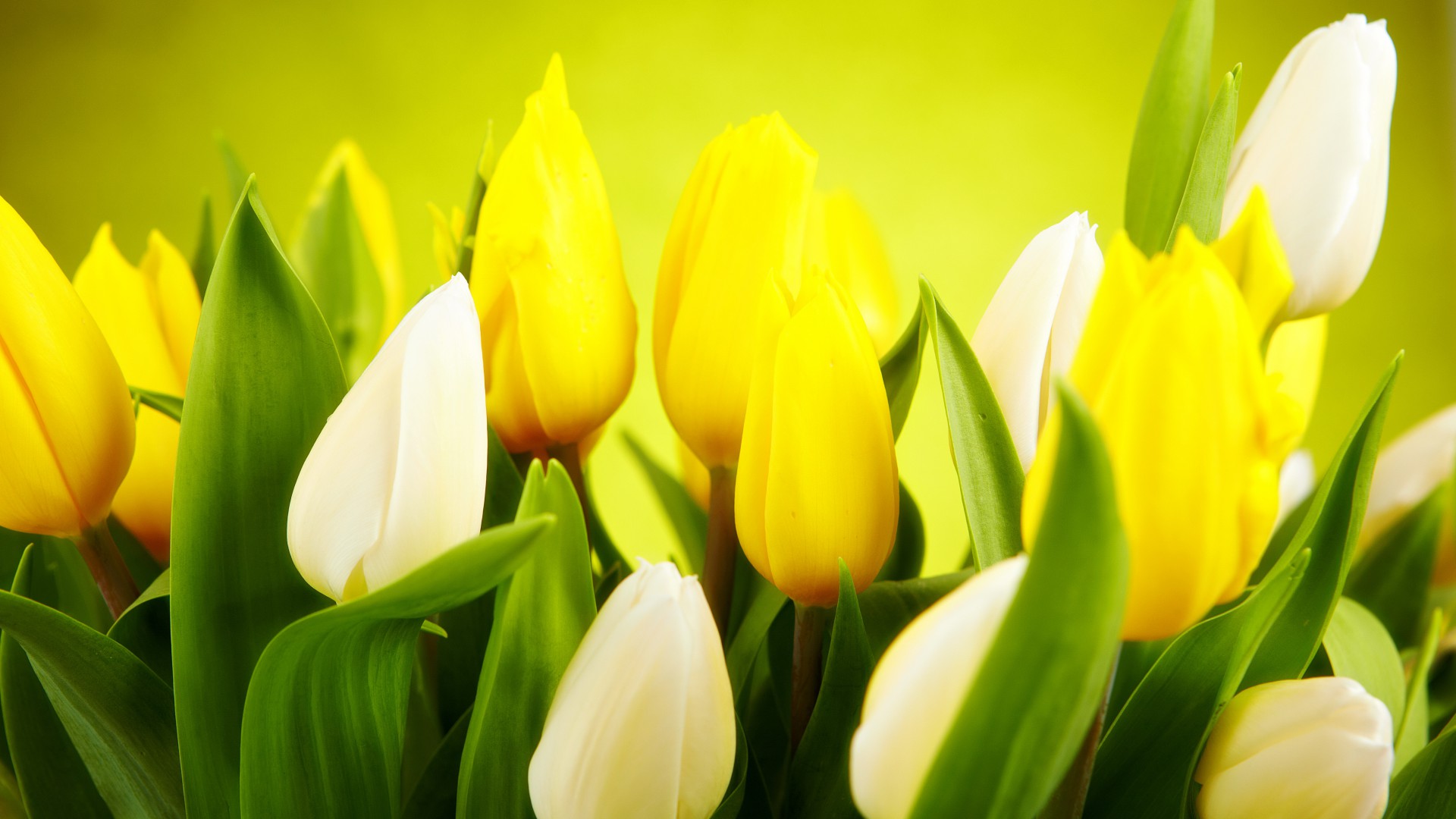 Tulip, 4k, HD wallpaper, spring, flower, yellow (horizontal)