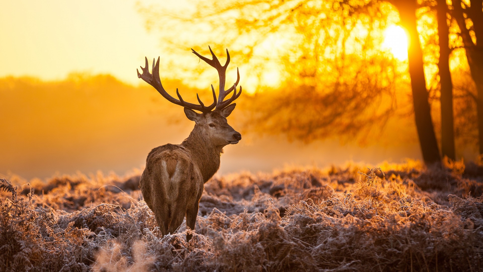 Deer, 4k, HD wallpaper, wild, sun, yellow, nature, winter (horizontal)