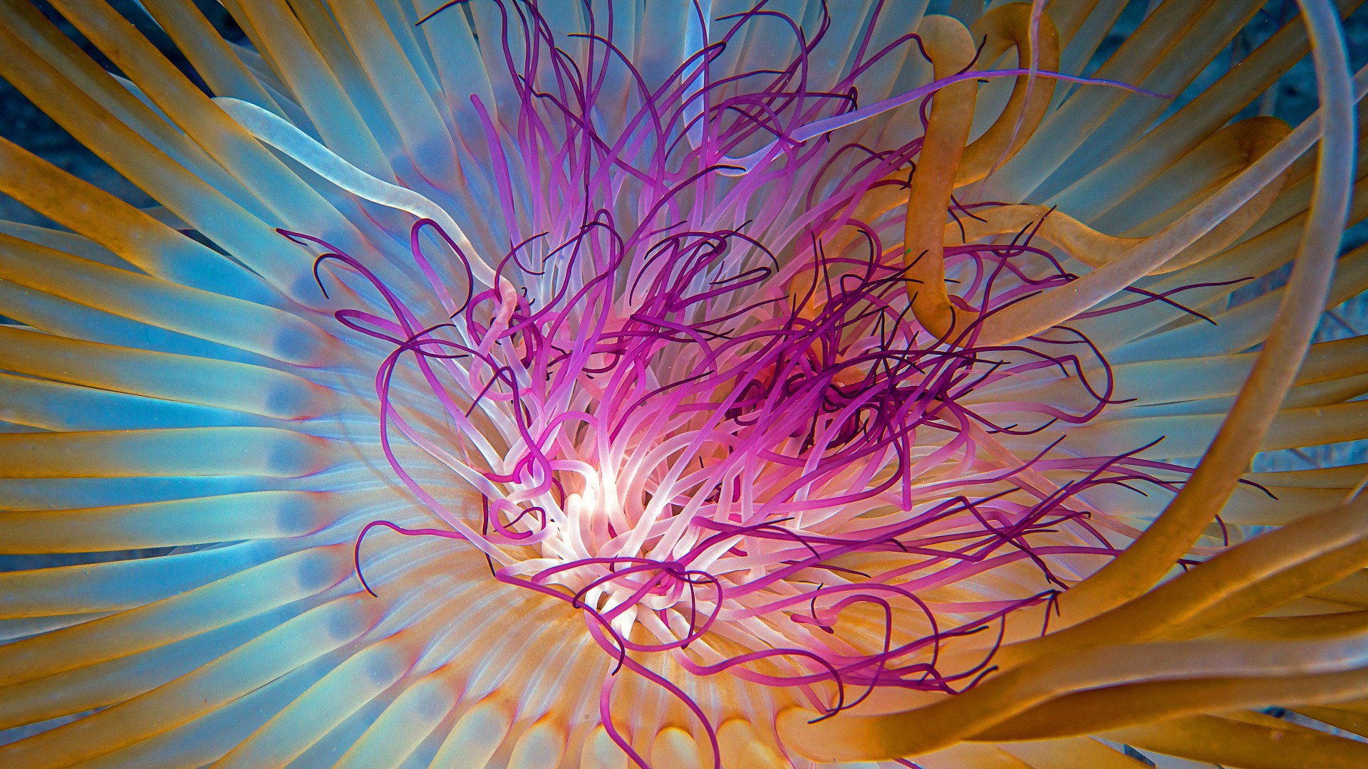 Jellyfish, 4k, 5k wallpaper, HD, Indian Ocean, Georgia, Atlanta, diving, tourism, blue, orange, Malaysia, World's best diving sites (horizontal)