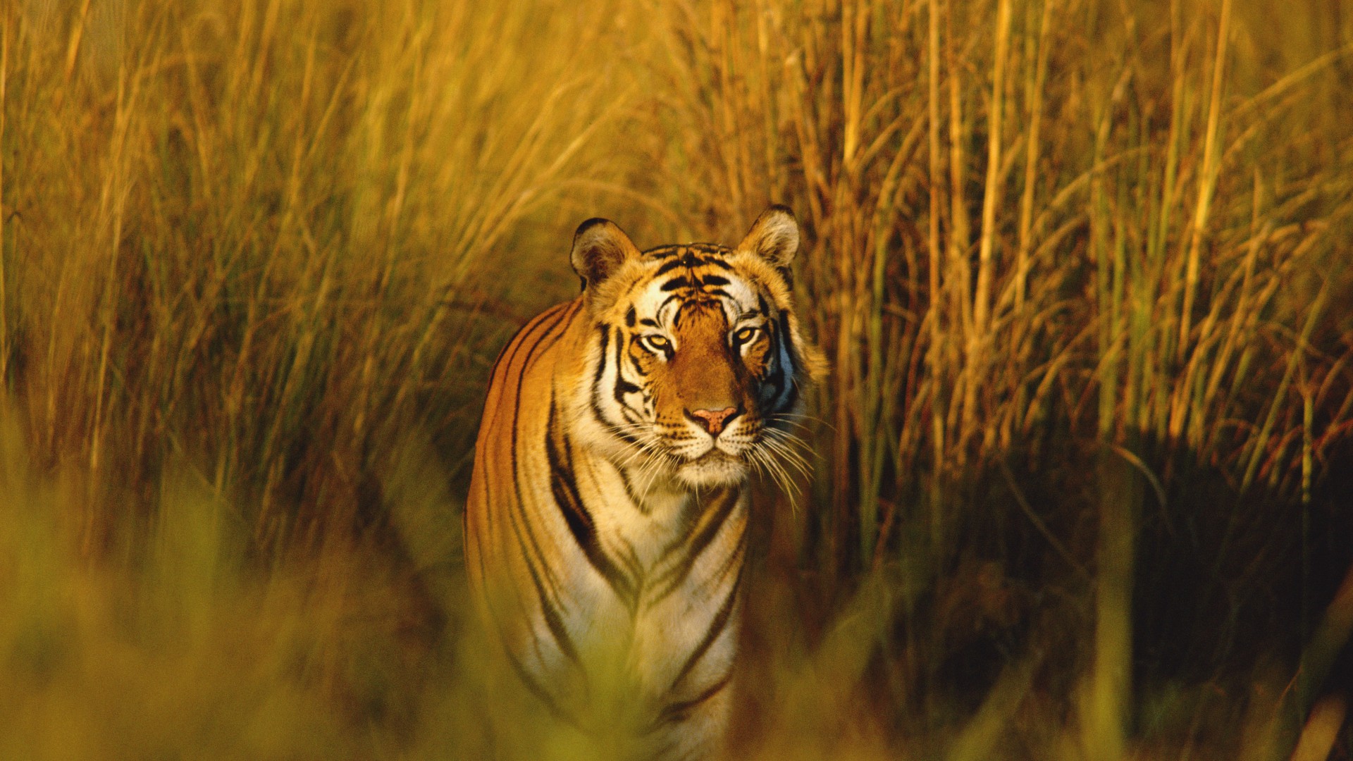 Bengal Tiger, National Geographic, tiger, hunter, predator (horizontal)