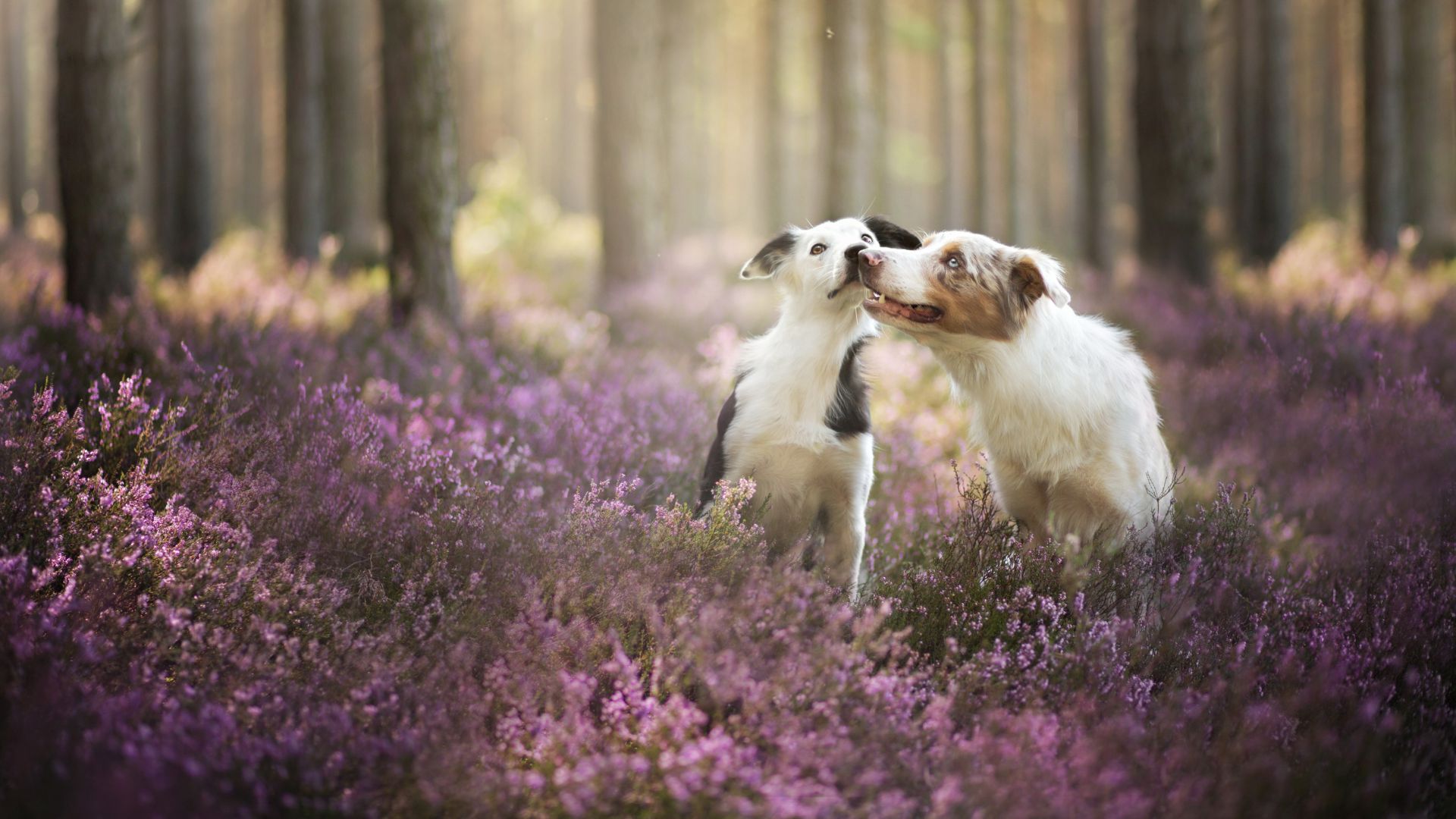 Border Collie, dog, field, cute animals, funny (horizontal)