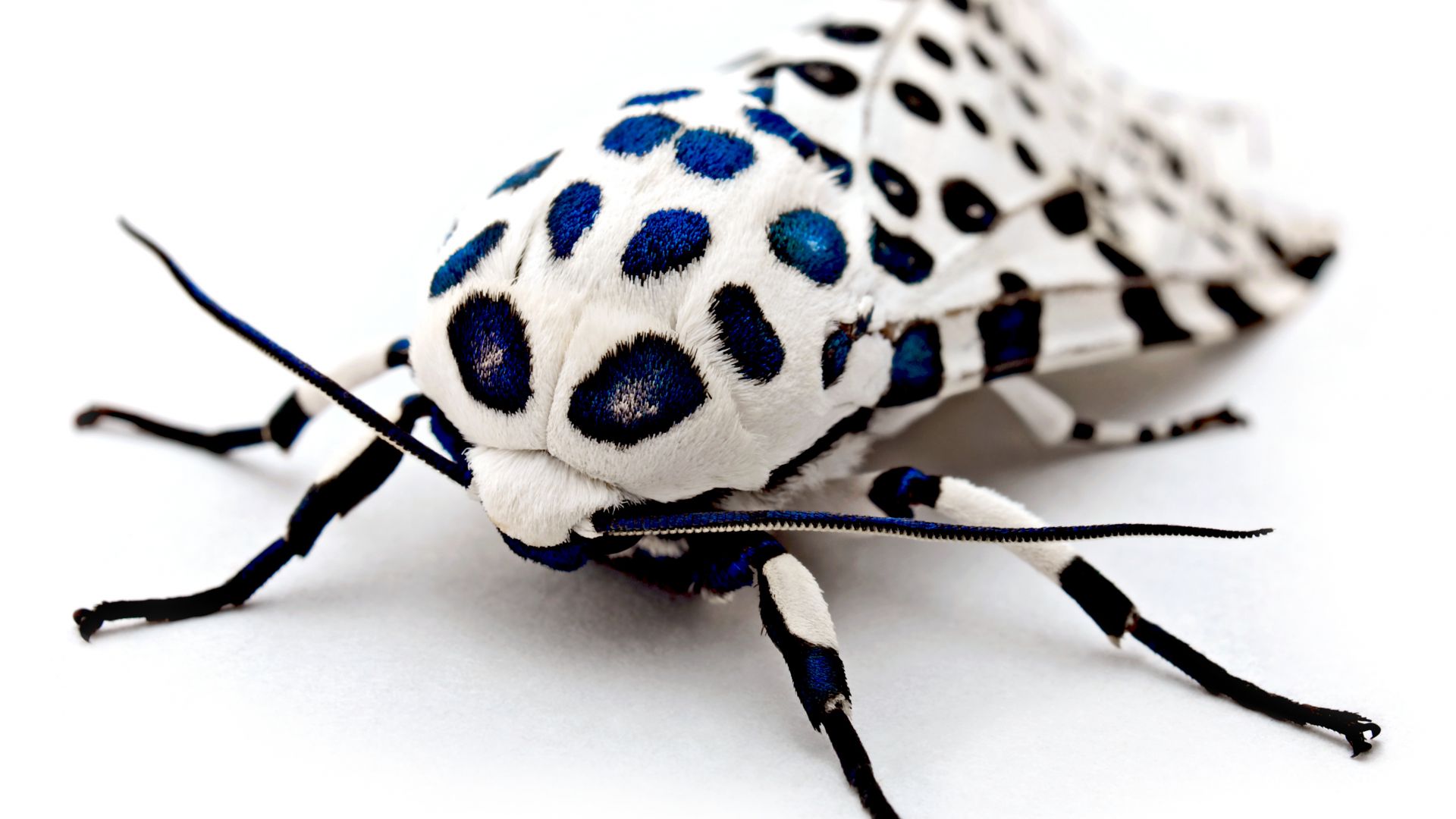 Leopard Moth, macro (horizontal)