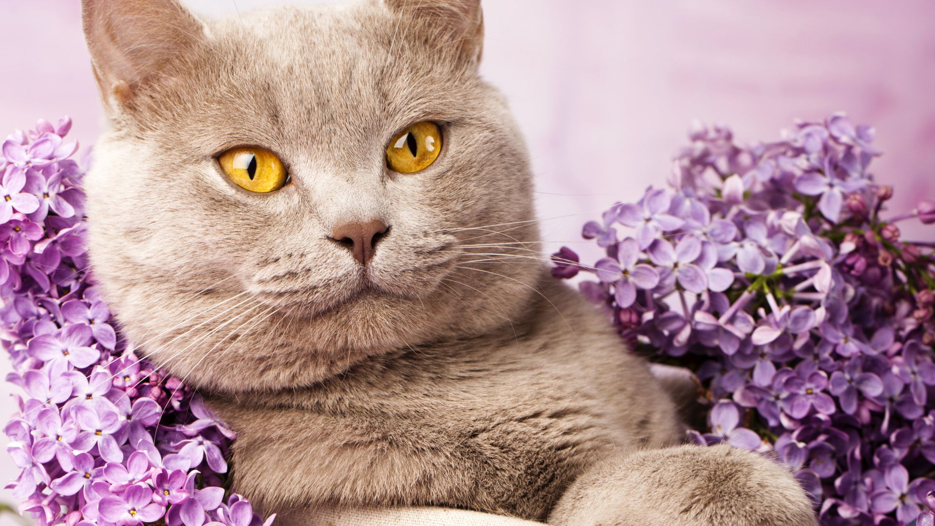 British cat, cute animals, lilac (horizontal)