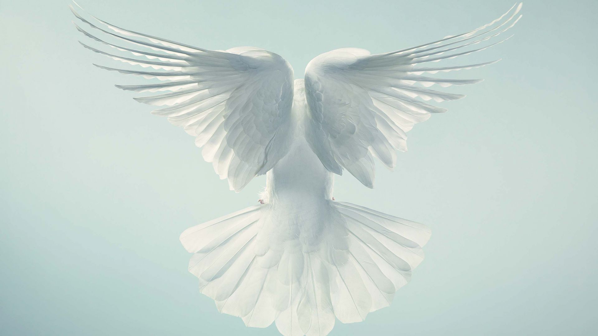 Dove, pigeon, flight, sky (horizontal)