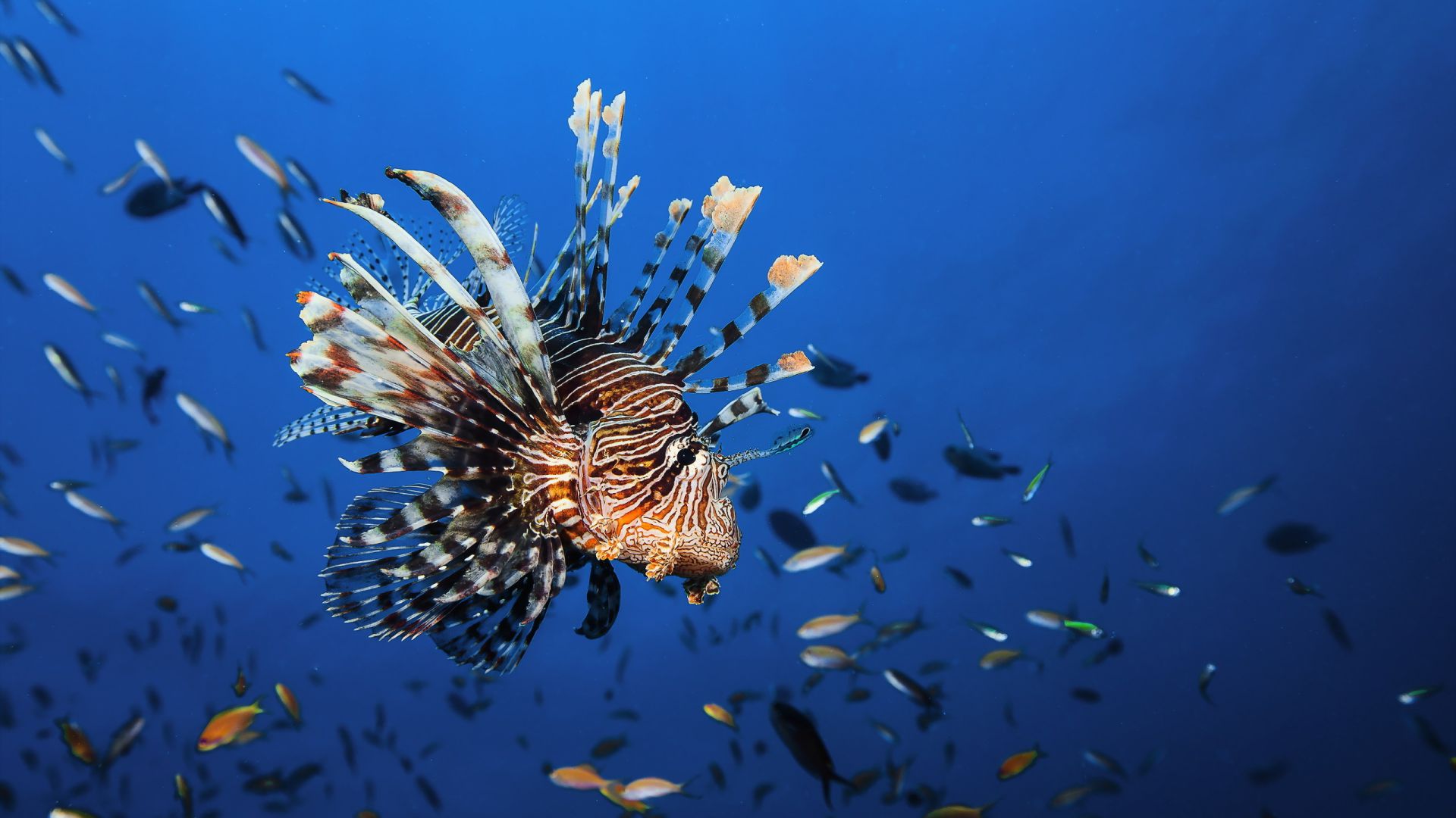 Lionfish, underwater, Best Diving Sites (horizontal)