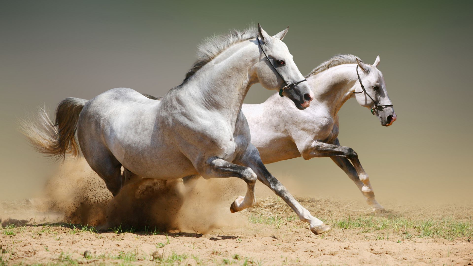 Horse, cute animals, gallop (horizontal)