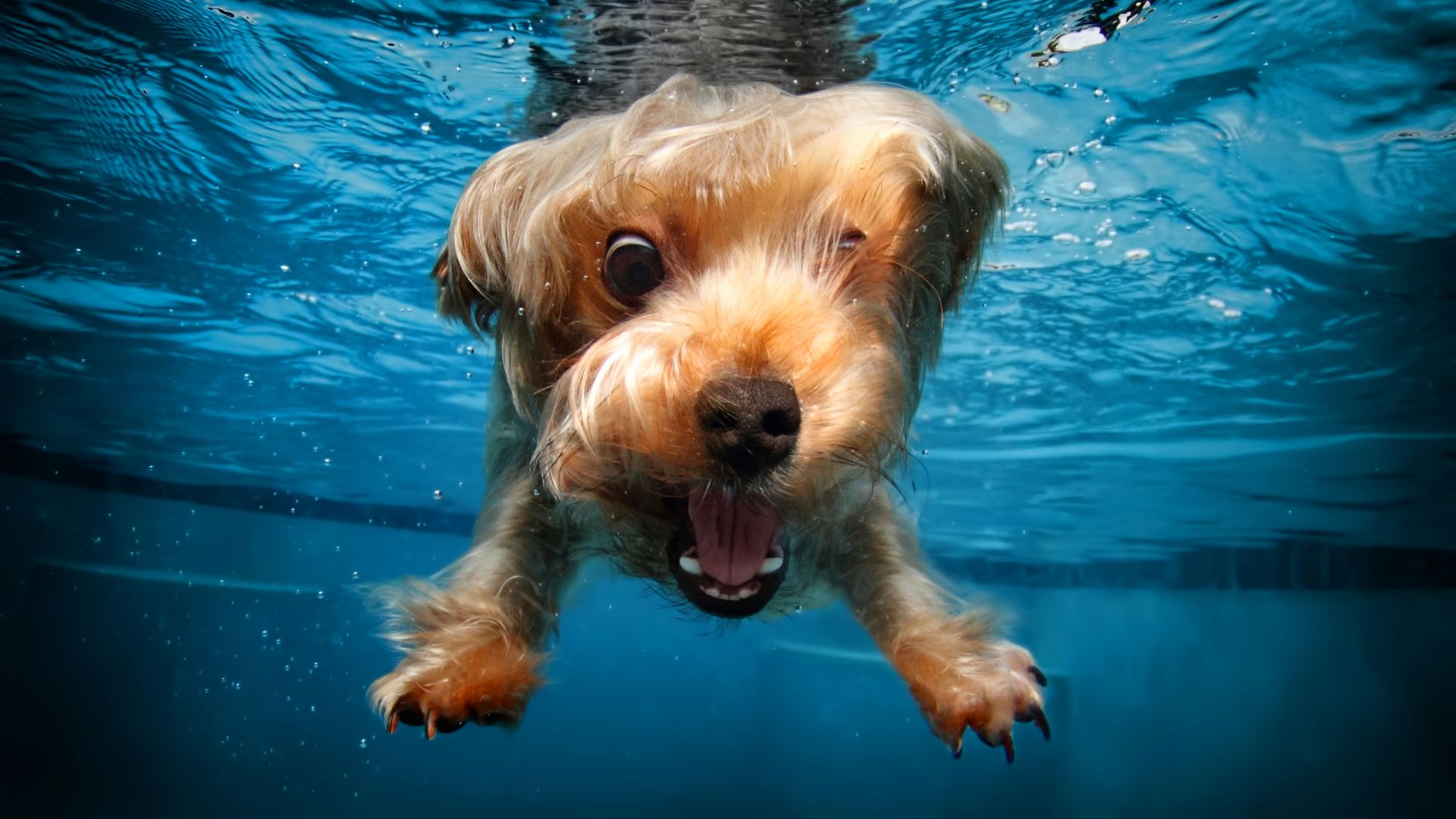 terrier, dog, underwater, cute animals, funny (horizontal)