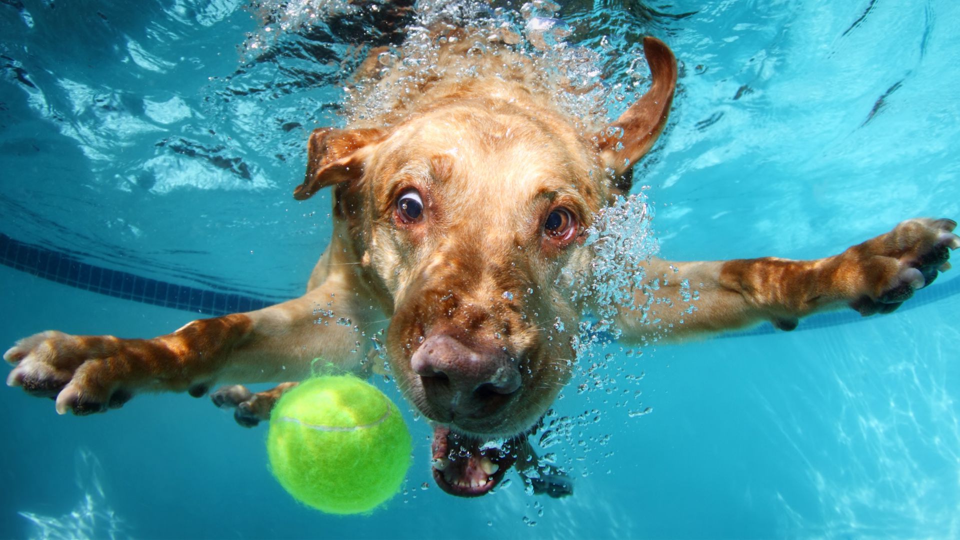 Labrador, dog, underwater, cute animals, funny (horizontal)