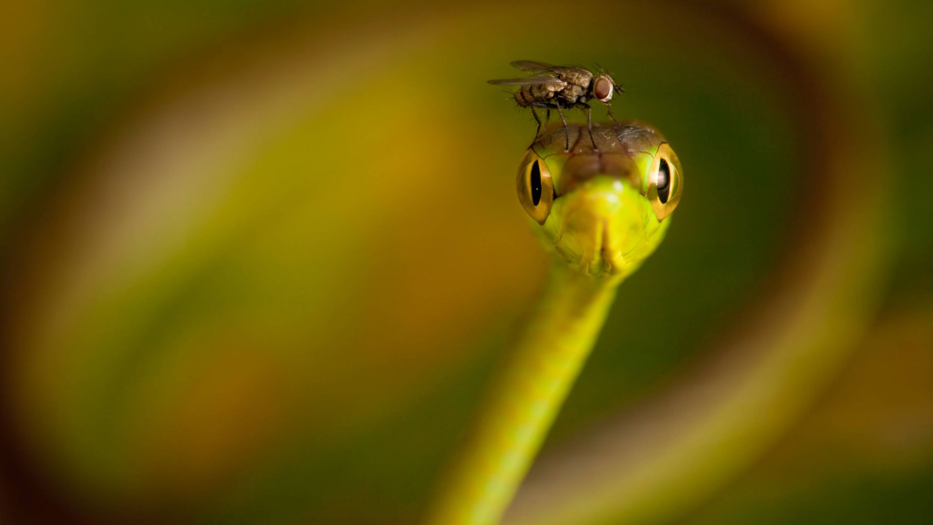 Fly, snake, macro, blur (horizontal)