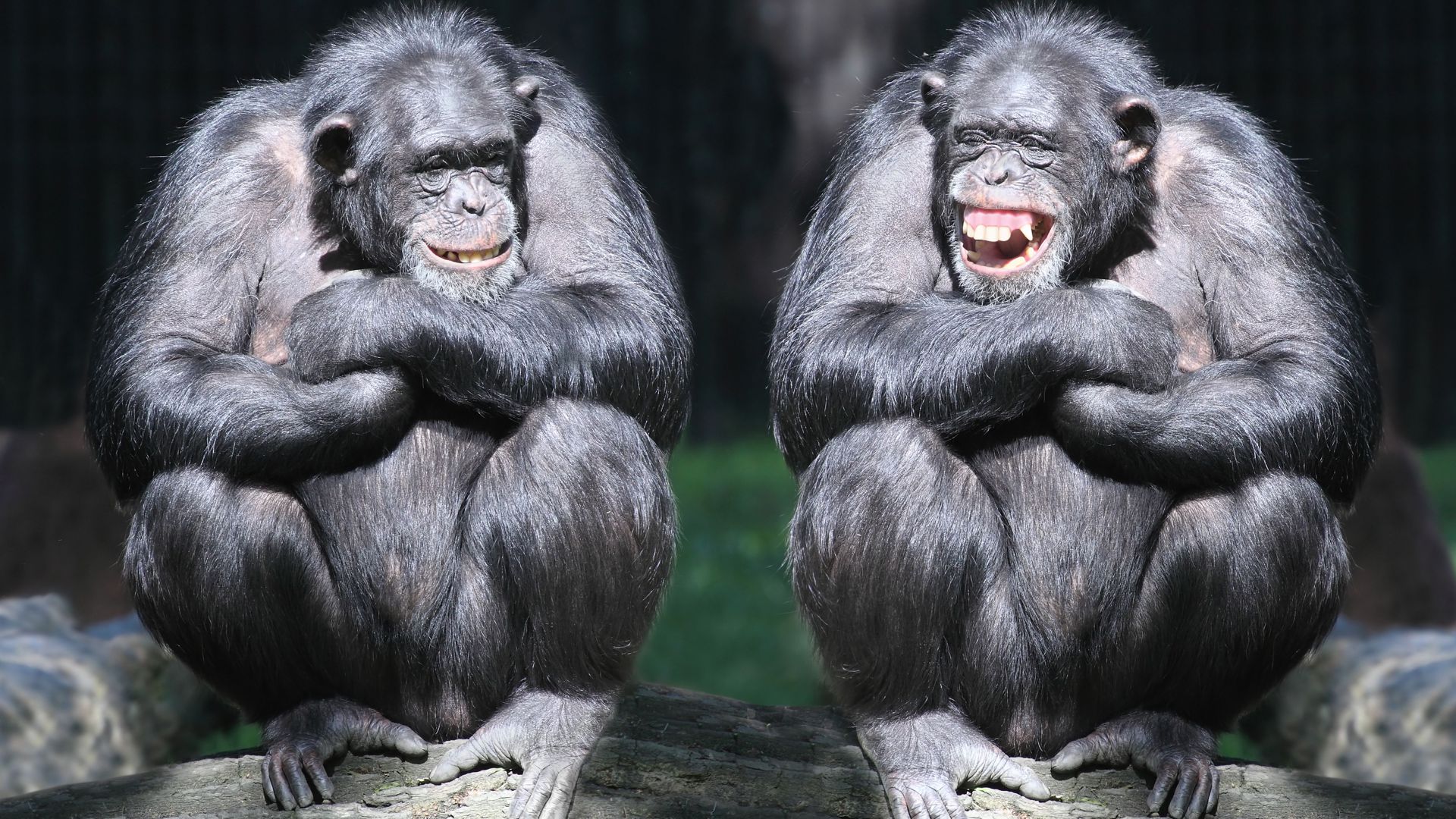 chimpanzee, couple, cute animals, monkey, funny (horizontal)