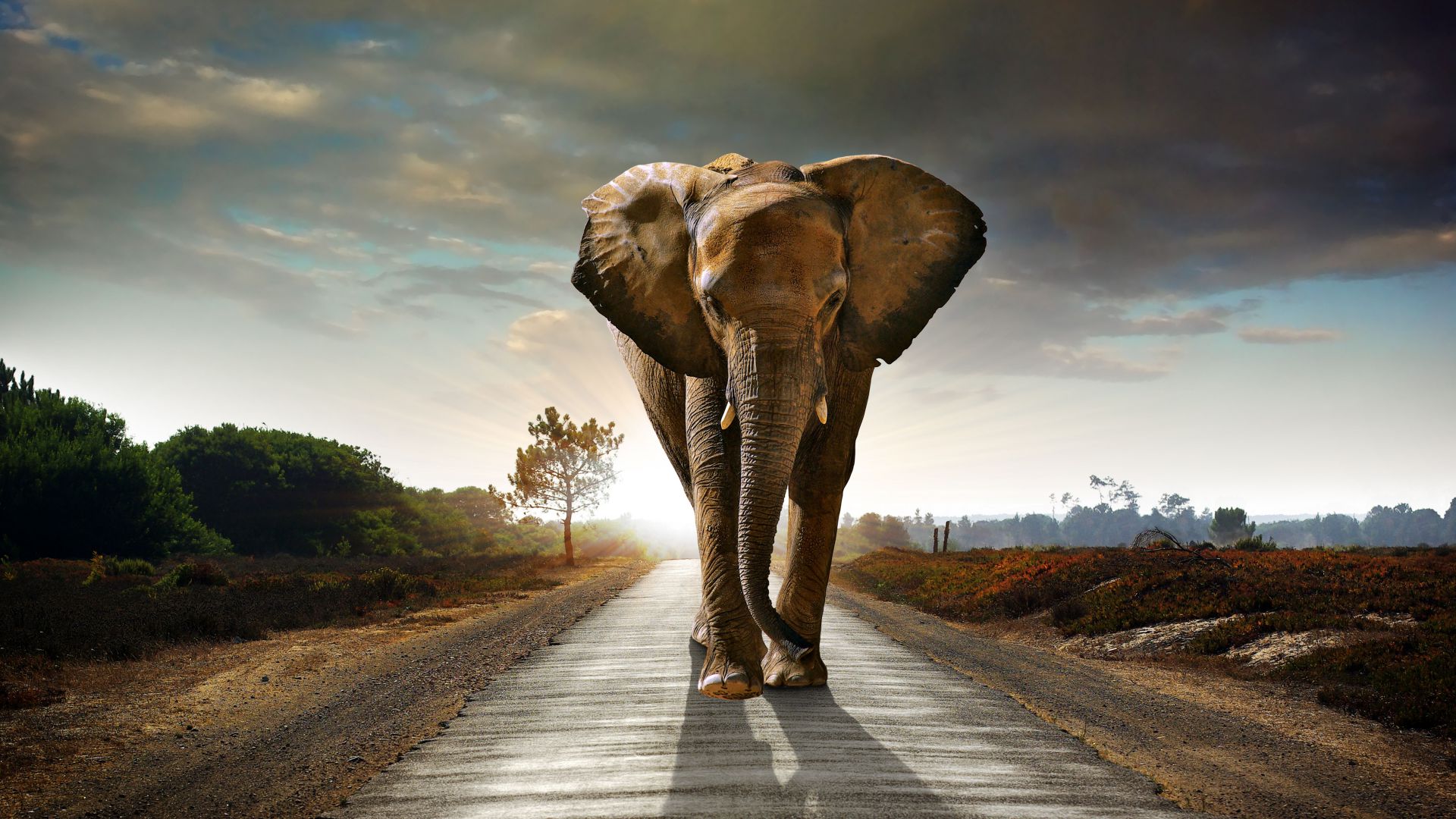 Elephant, sunset, road, nature (horizontal)