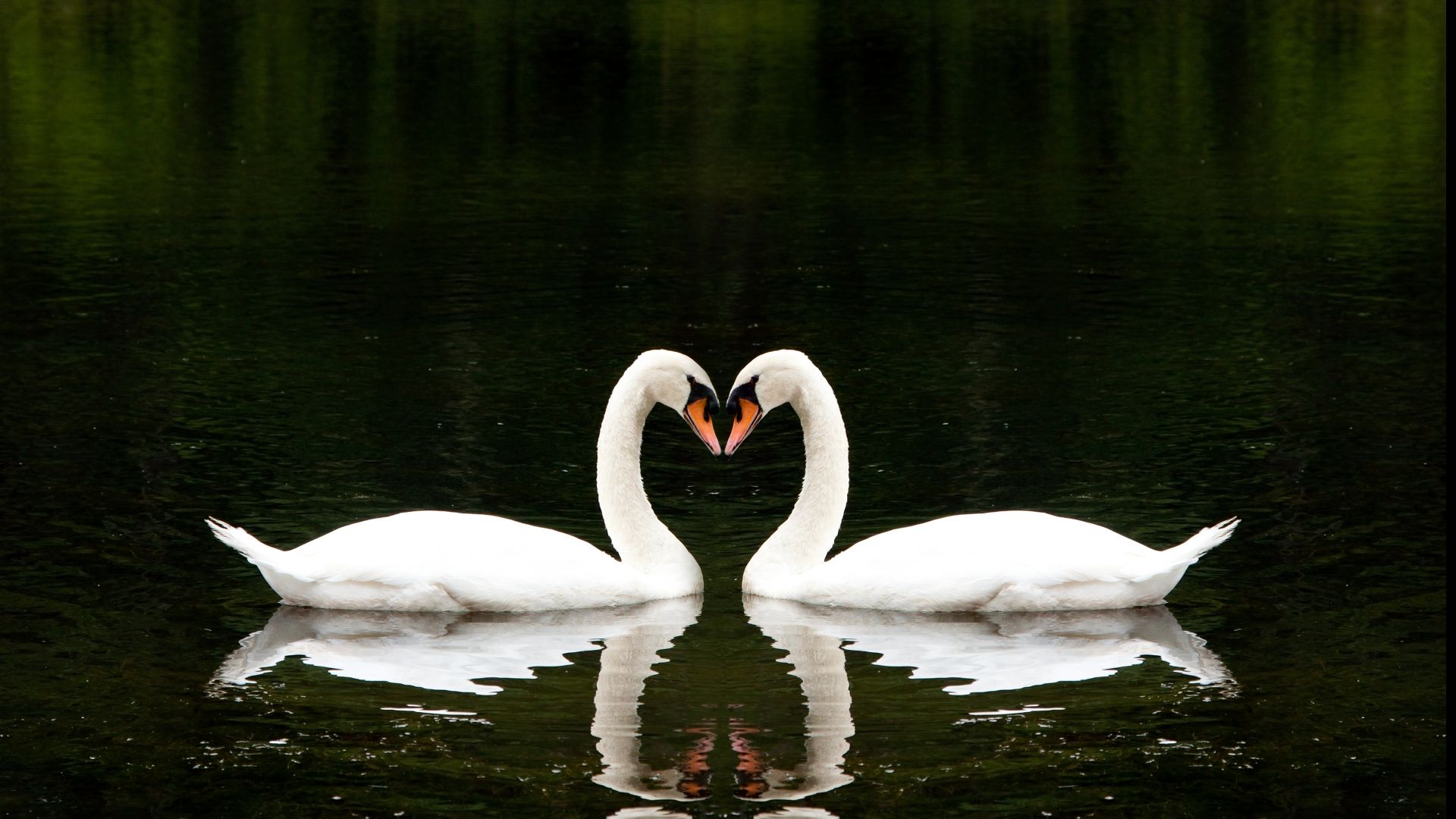 Swan, couple, lake, cute animals, love (horizontal)