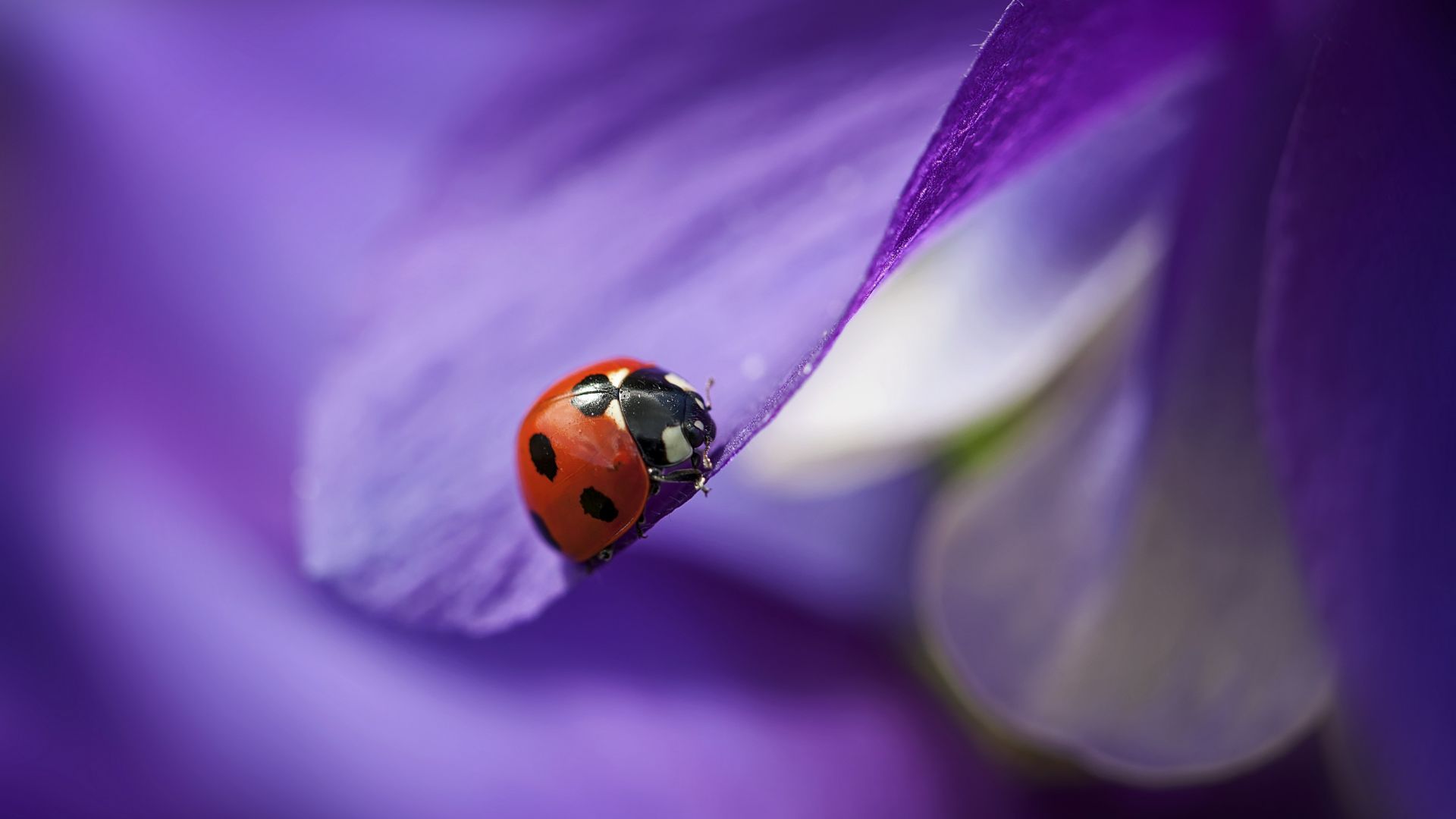 ladybug, macro, blur, purple (horizontal)